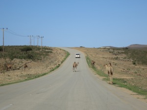 Well if the cows are going to hang out in the road, why not the camels as well?