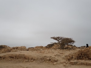 Salalah - at one time it was the Frankincense capital. And this is a Frankincense tree.
